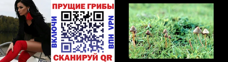 Псилоцибиновые грибы GOLDEN TEACHER  купить наркотик  Зуевка 